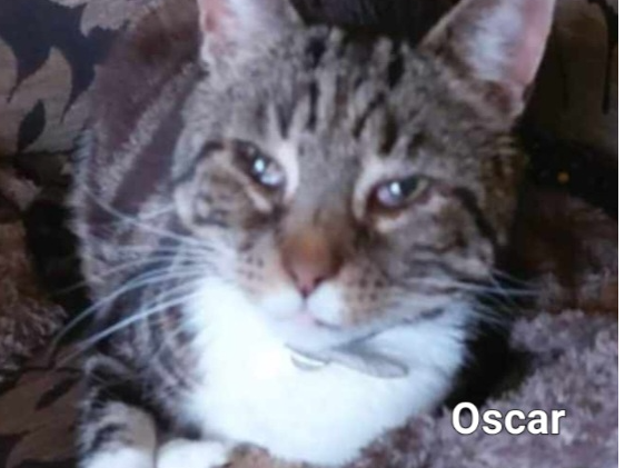 OSCAR Tabby and White