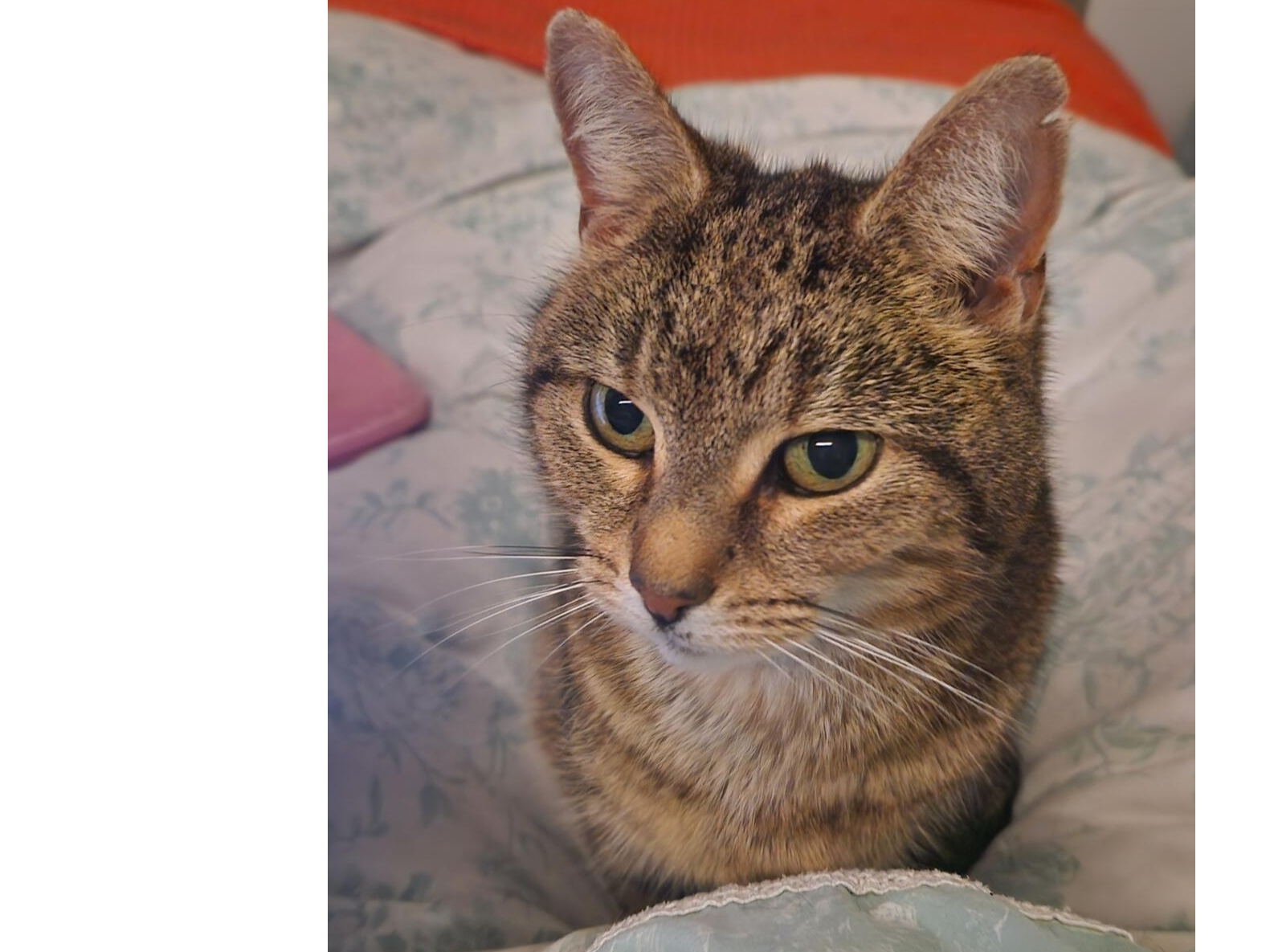 Cats Protection Gosport Branch