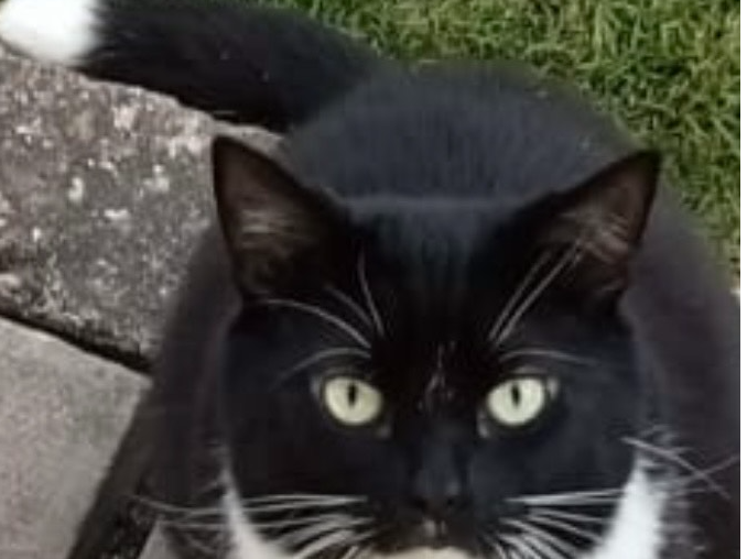 Sox