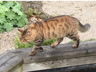Finlay