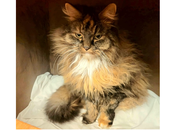 Shazzy Lost 2025.018 - Felix Road, (nr jct with Five Post Lane), Gosport
