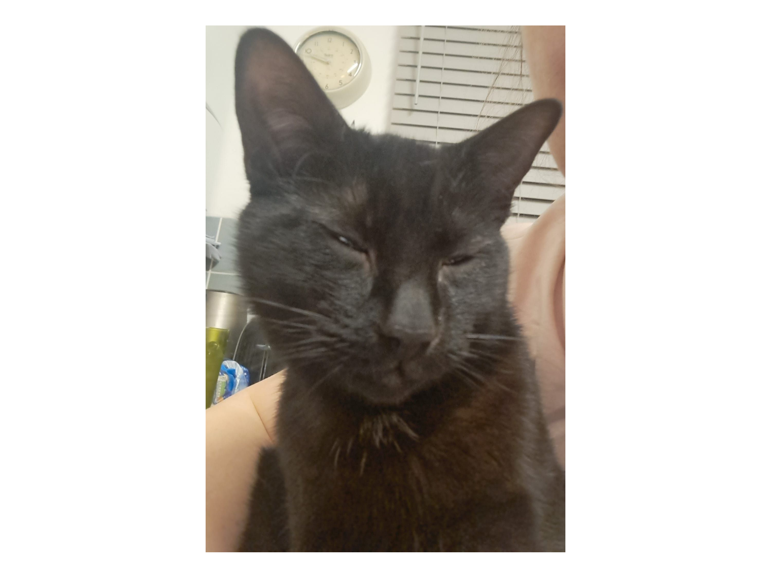 Black Male Cat