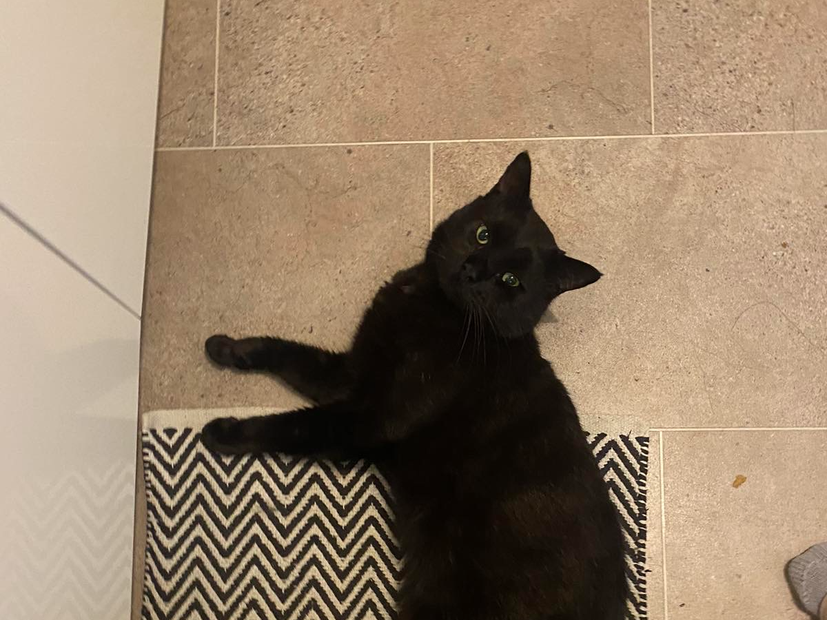 Missing Cat Yuki
