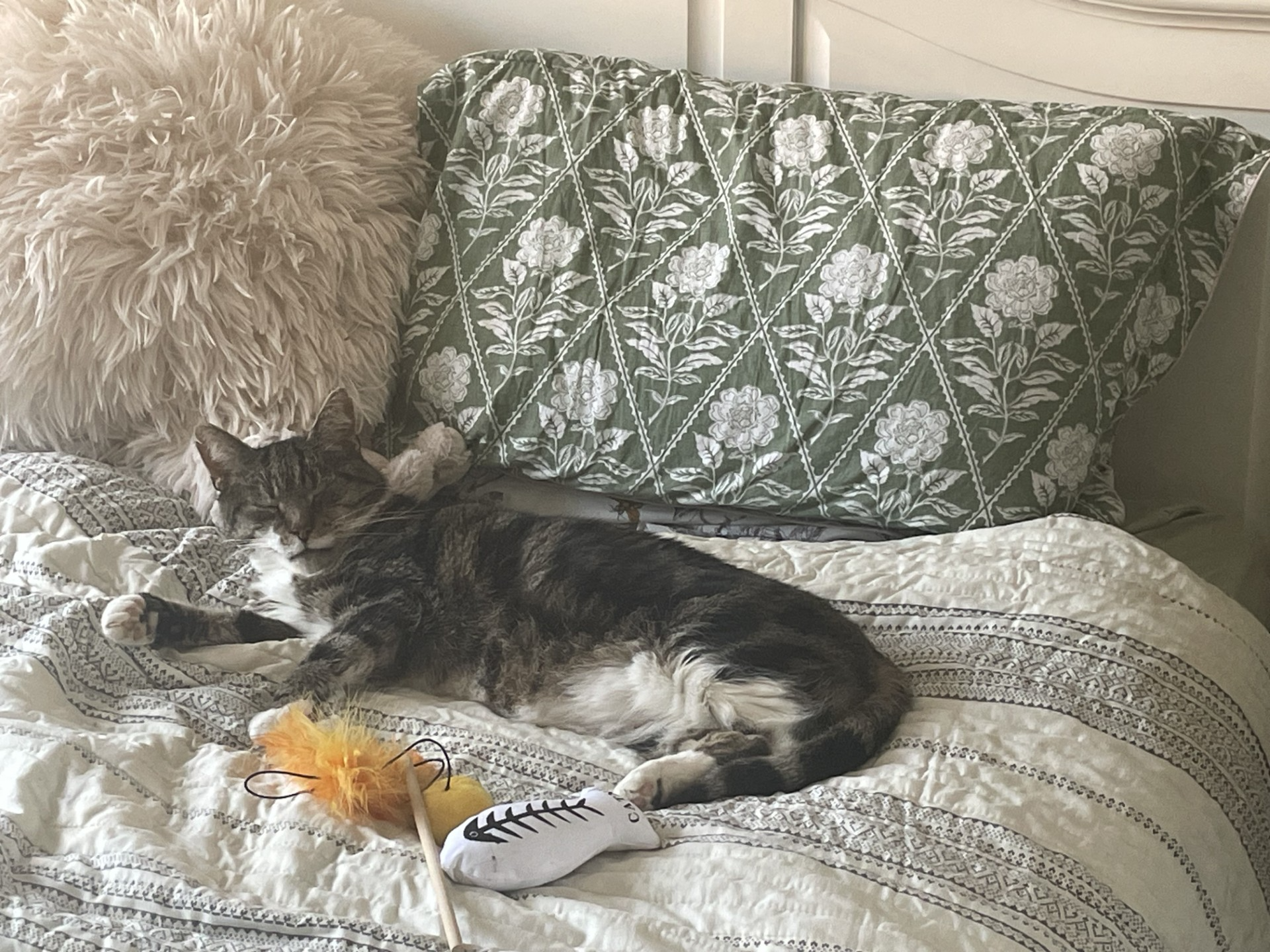L420 - Scout - OAKWOOD - Tabby / White Male
