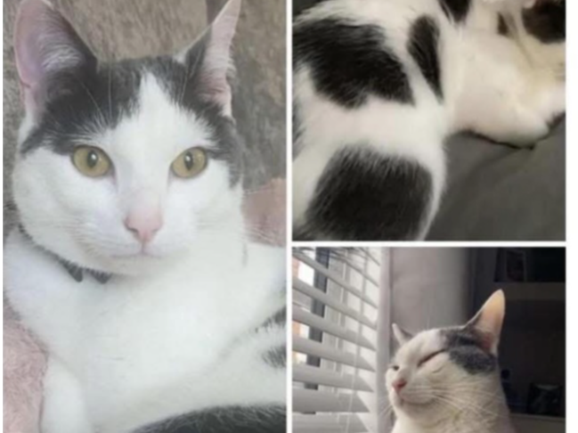 OBIE (Grey/White)