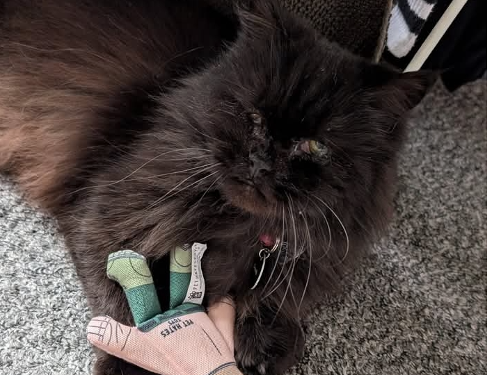 RALPH Black Persian RETURNED SAFELY