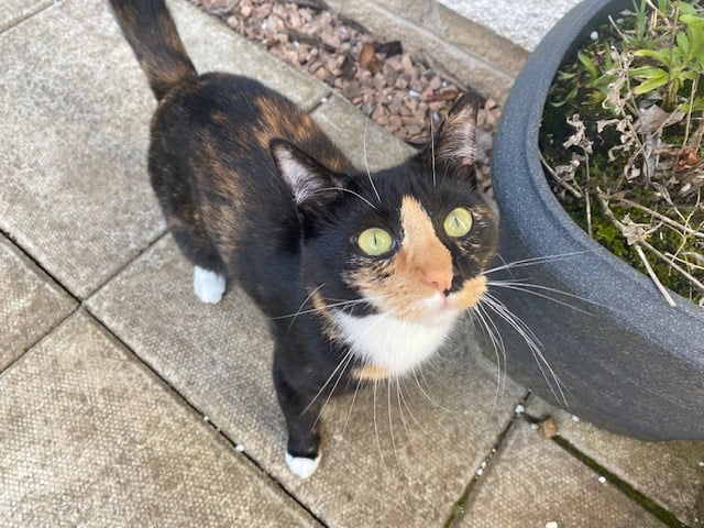 Missing cat