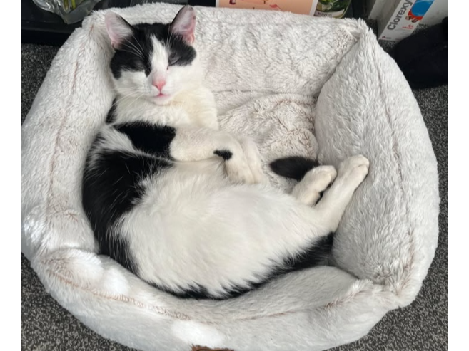 Shuggy Lost 2025.021 - The Avenue, (nr Domino's Pizza by Privett Road jct), Gosport
