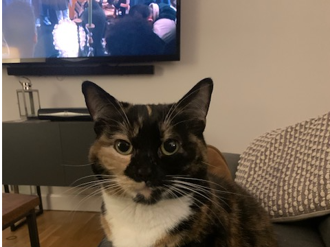 Missing Cat Pepper