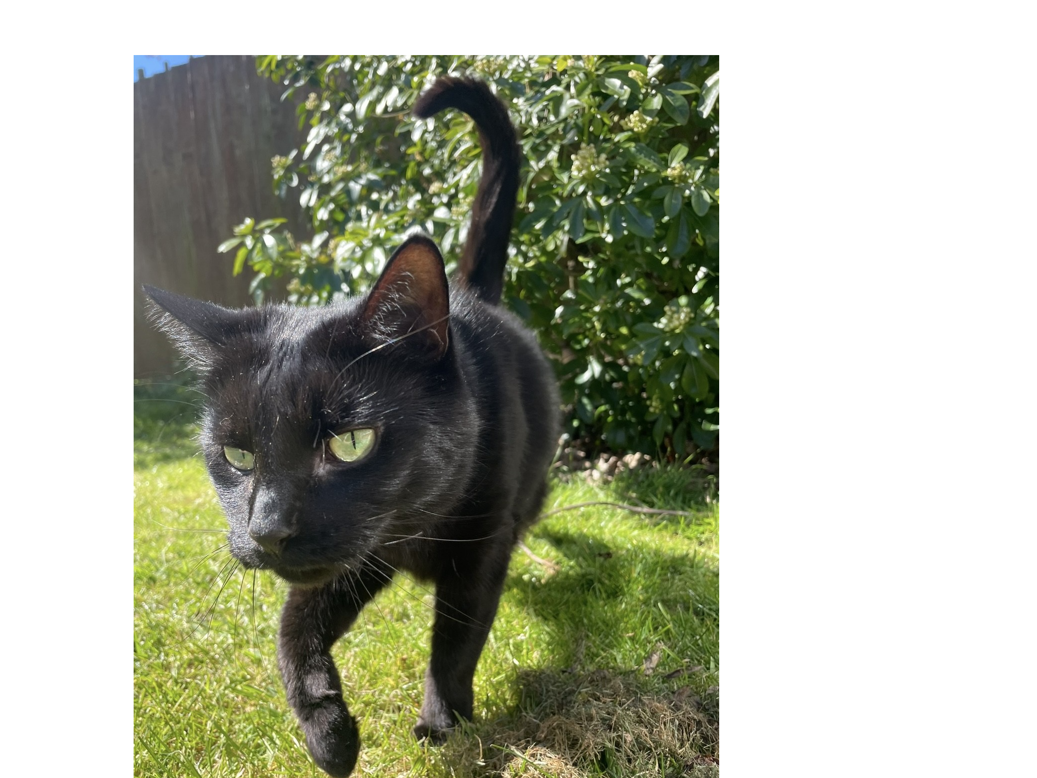 L425 - Poppy - SWADLINCOTE - Black Female