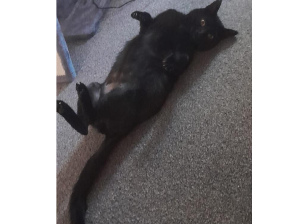 Beaker, Newmarket (Black cat not chipped or neutered)