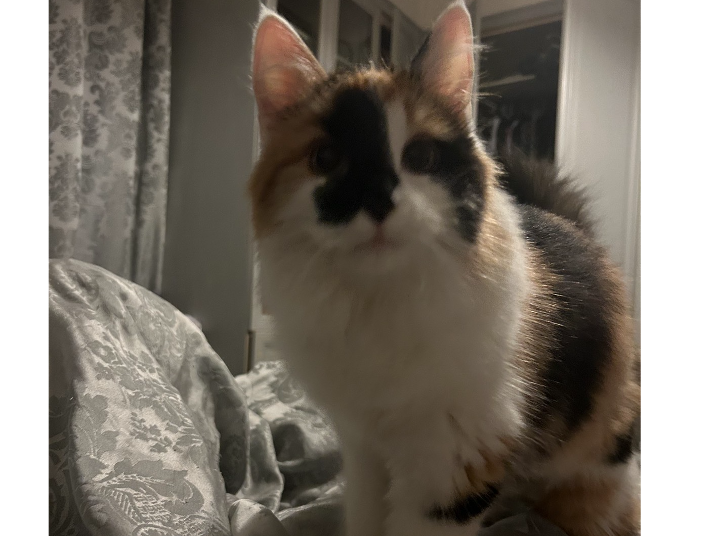 L427 - Bear - LEABROOKS - White/Black/Ginger Female