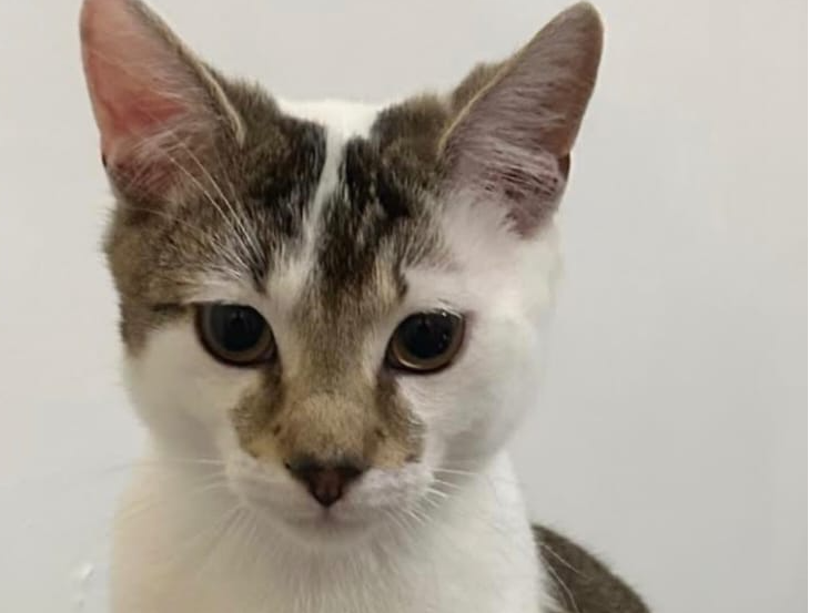 L428 - Brian - Darley Abbey - White & Tabby Male