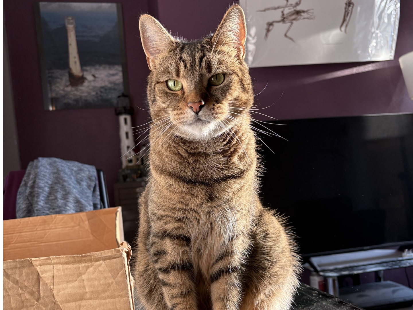 L430 - Squeak - KIRKBY IN ASHFIELD - Tabby Male