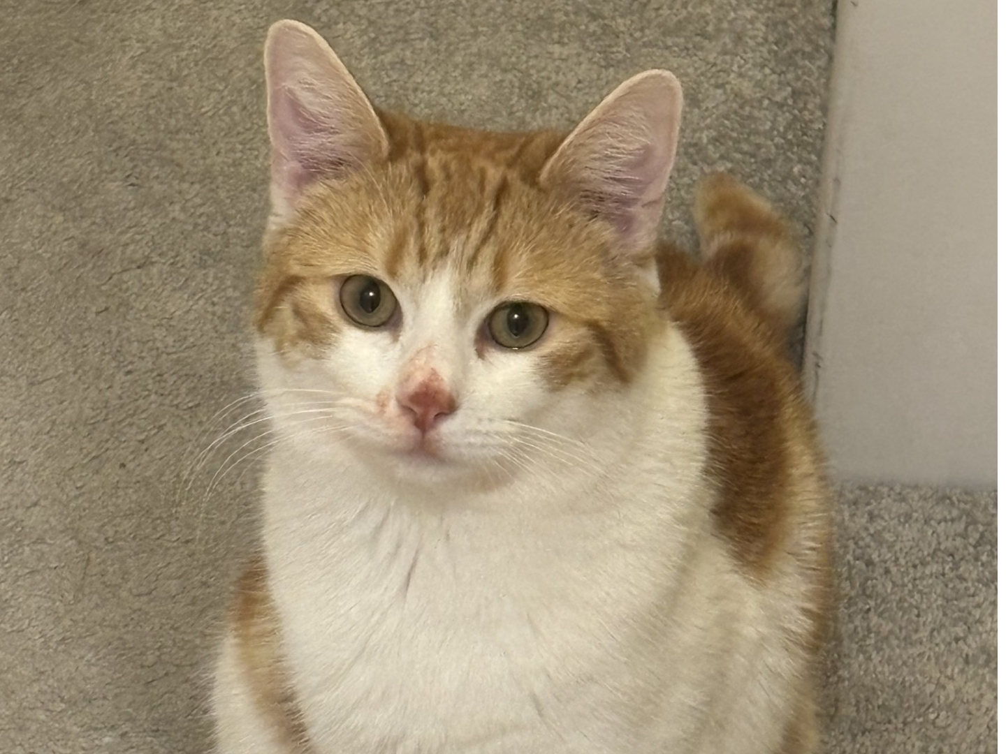 L432 - DERBY - Ginger/White Male