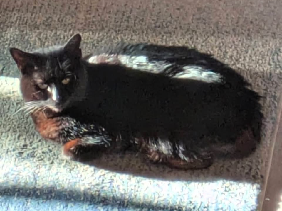 Missing Cat Ninja