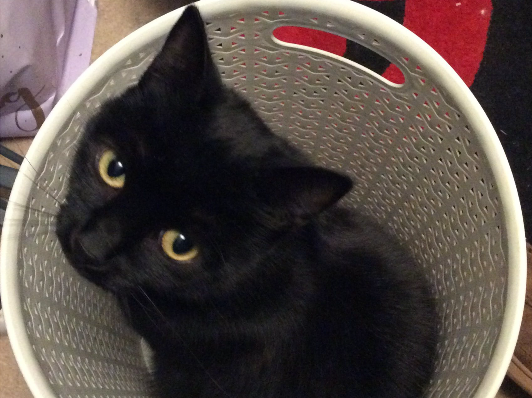 601838 - Reggie missing in Guyhirn, Wisbech