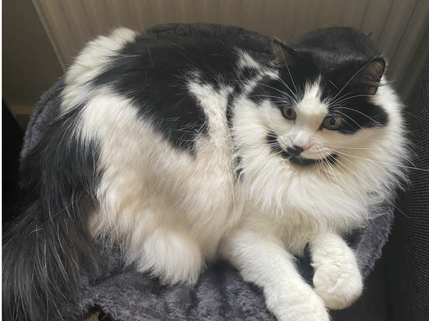Cosmo - Missing from Greylees