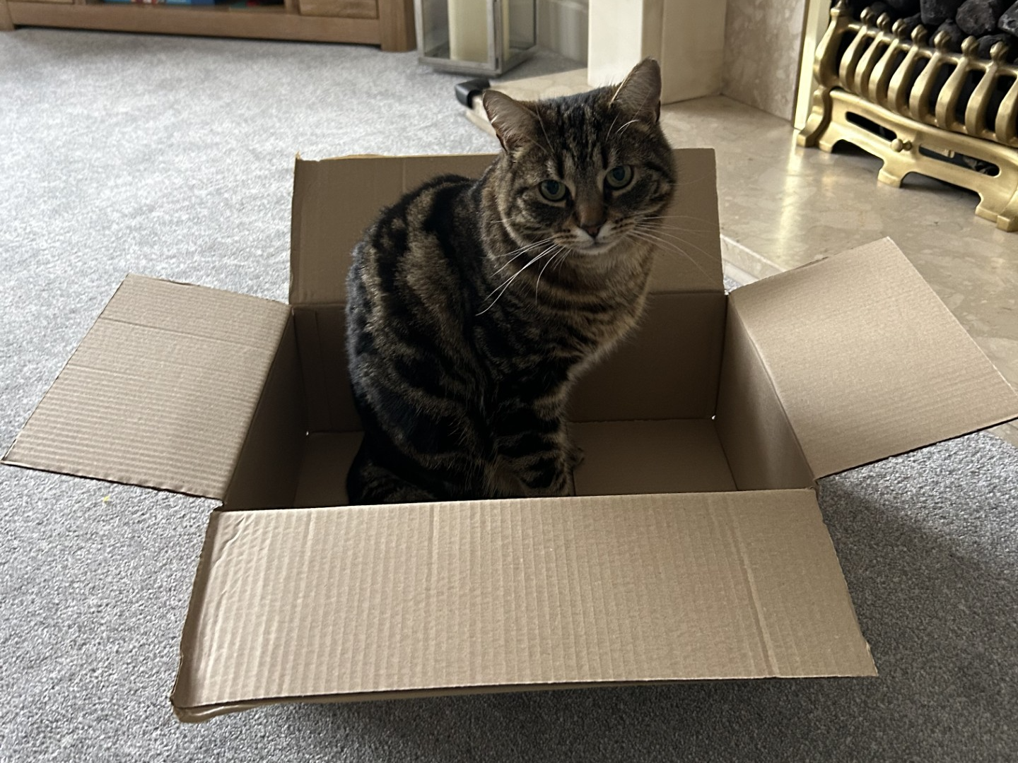 L433 - Ronnie - WOODVILLE - Tabby 3 legged Male
