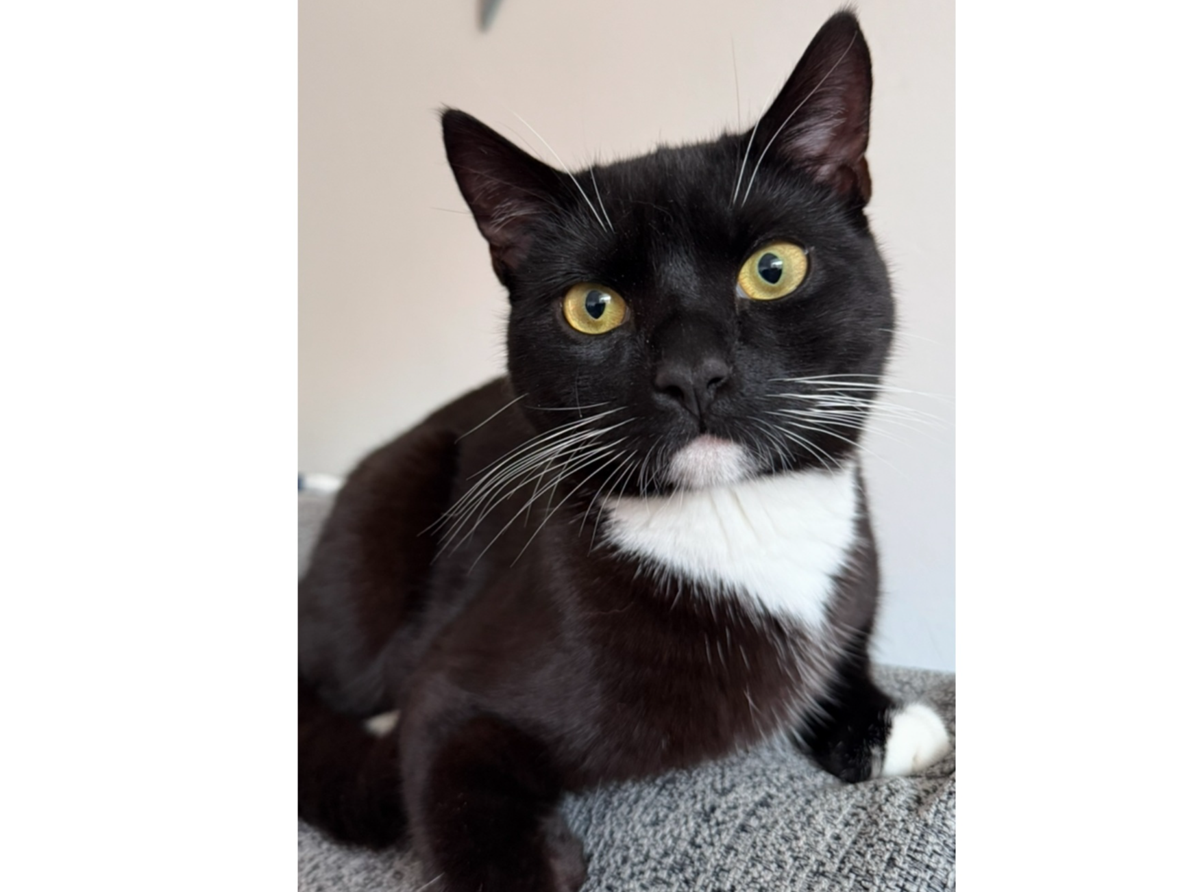 Arlo, Papworth Everard