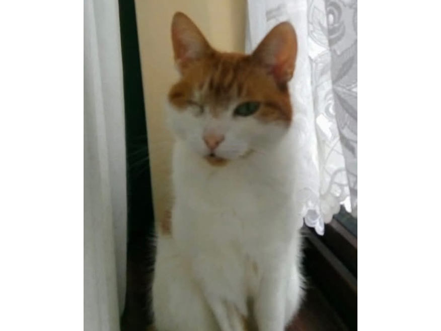 Gizmo Lost 2025.030 - Vadne Gardens, nr San Diego Rd / Coronado Rd jcts, Gosport