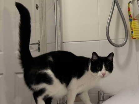 Twinkle Lost 2025.031 - Beauchamp Ave (between Rowner Lane & Hawkins Rd), Gosport