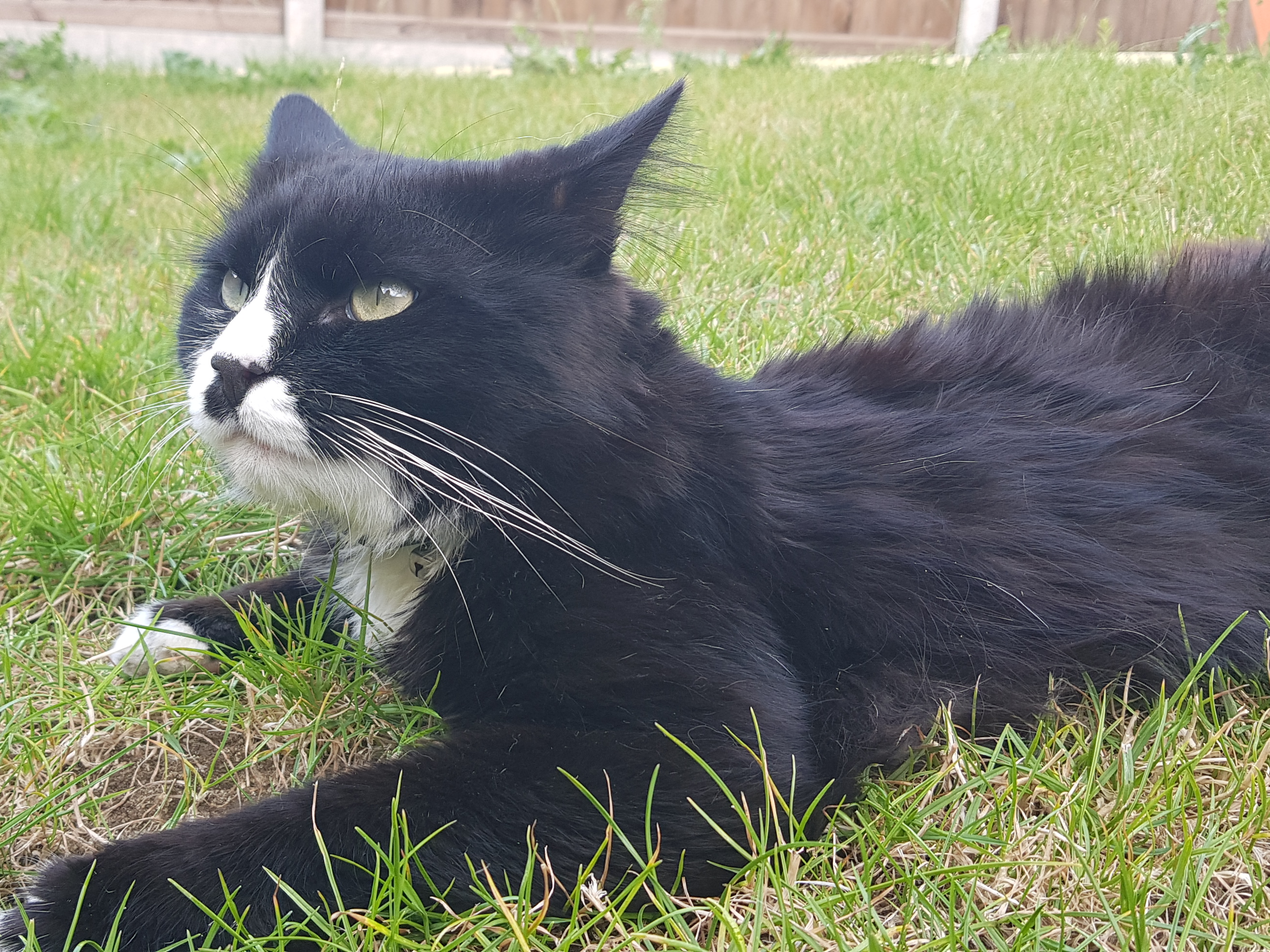 Henry, Nuns Way area