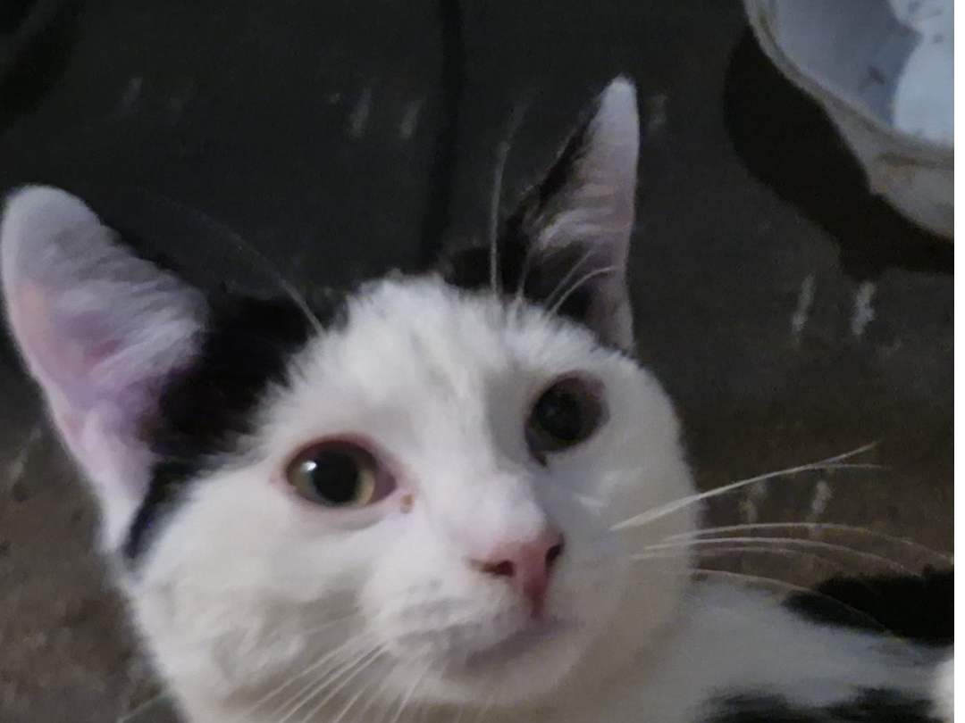 L435 - Mila - Derby - Black & White Female