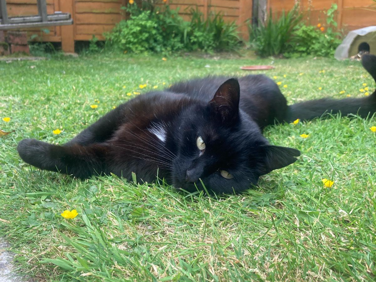 L436 - TC - DERBY - Black Male