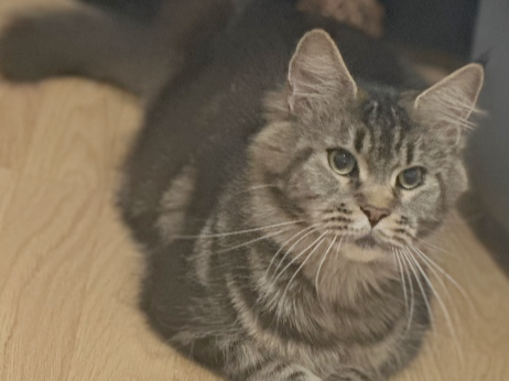 Margo Lost 2025.032 - Aspengrove, off Vineside / Forest Way, Holbrook