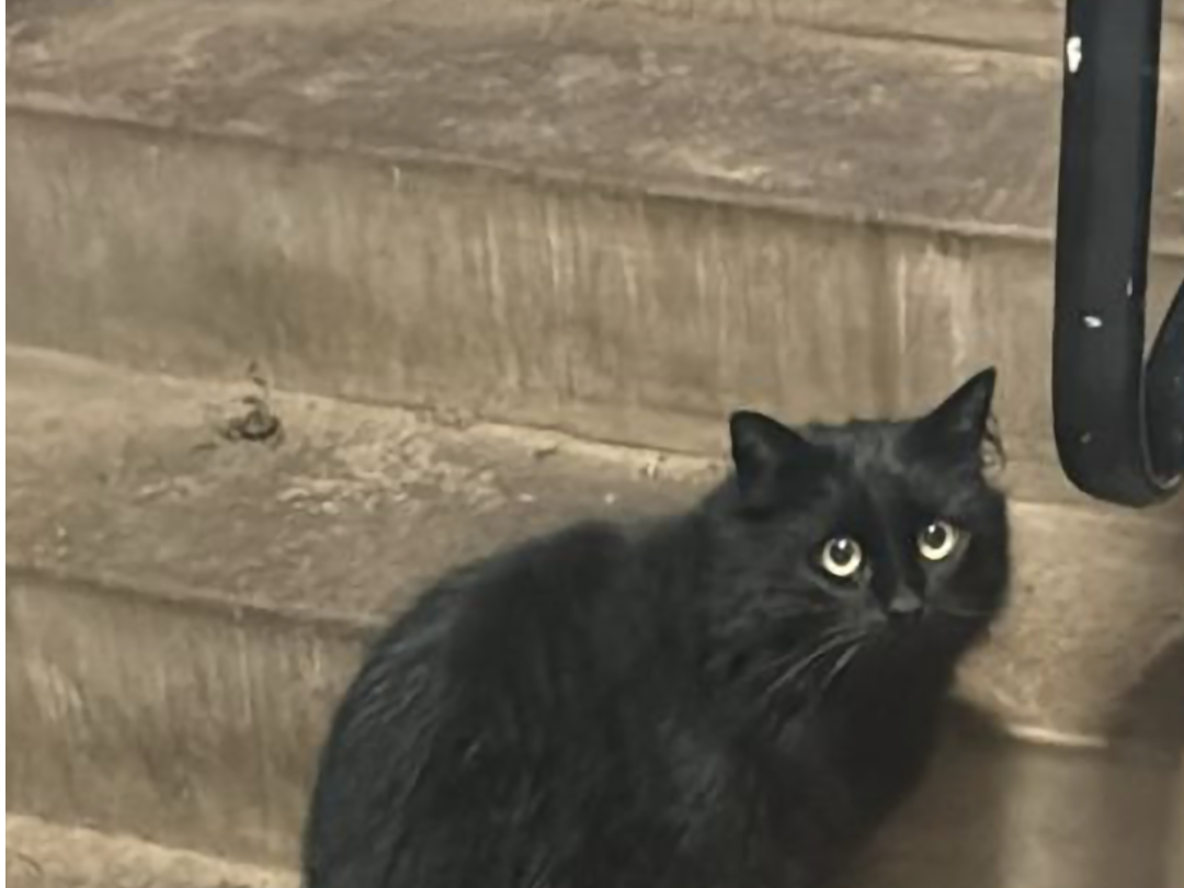 Missing Cat Pacha