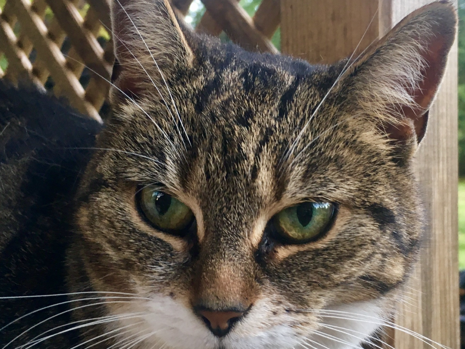 Kizzy