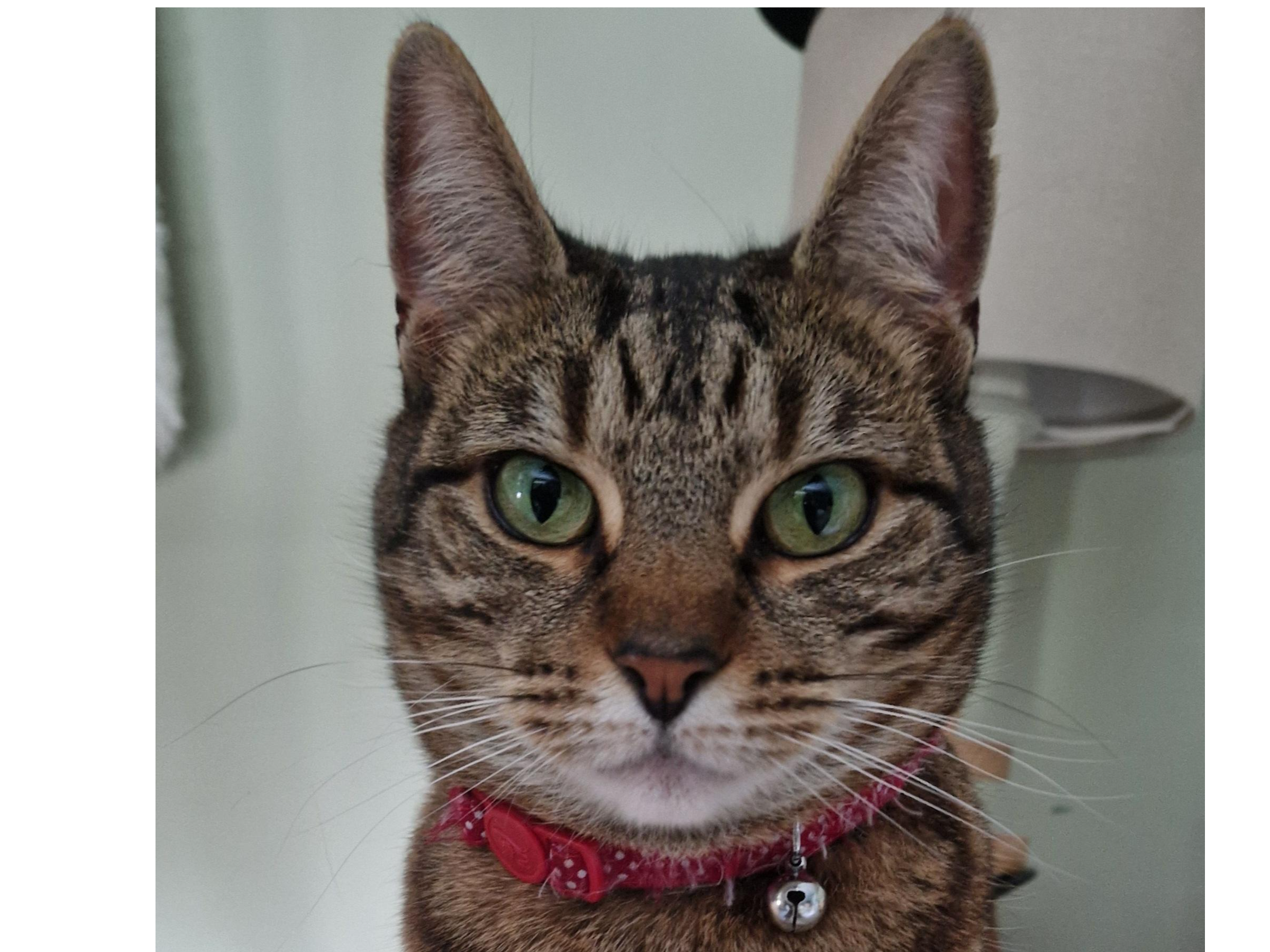 L437 - Ivy - MACKWORTH - Tabby Female