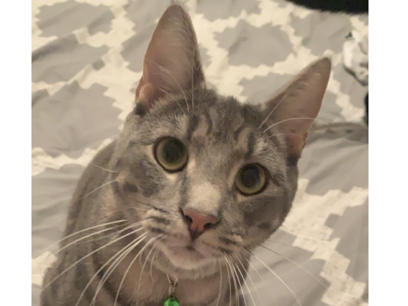 L438 - ALVASTON - Grey Tabby Male