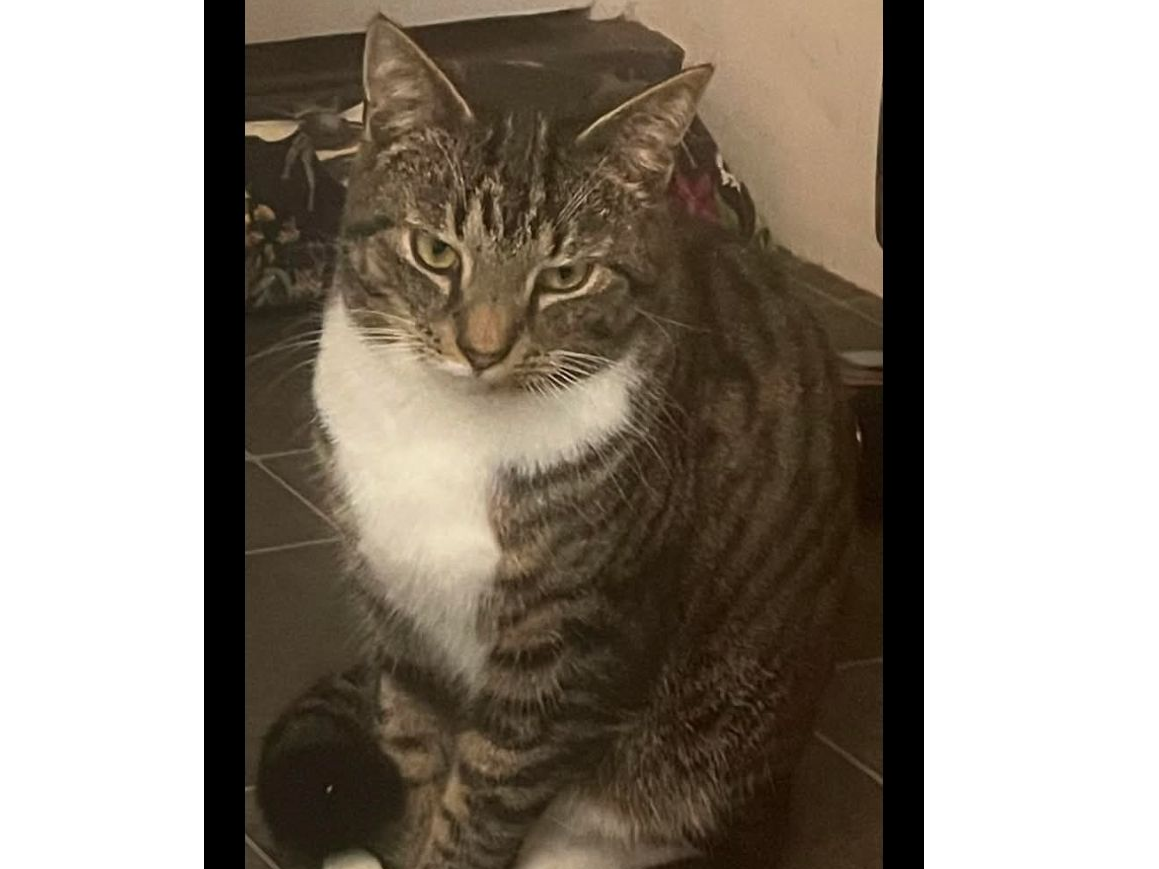 Male Tabby Cat