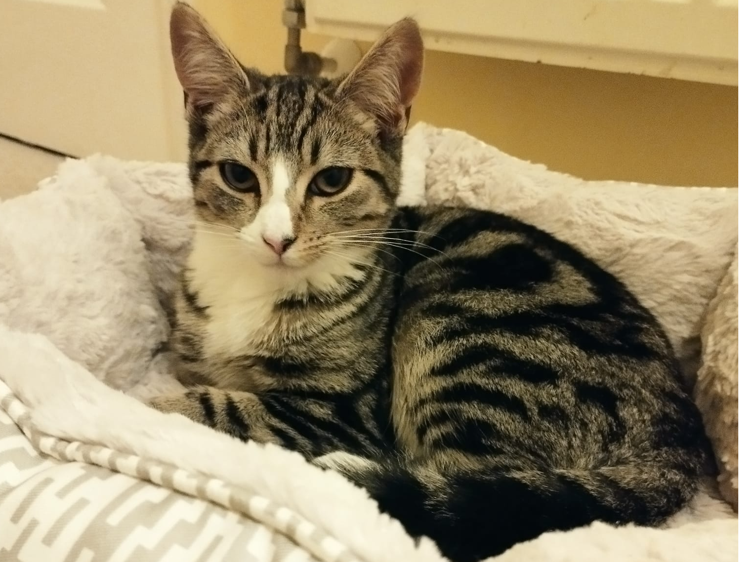 L439 - Bonnie - CHELLASTON - Tabby/White Female