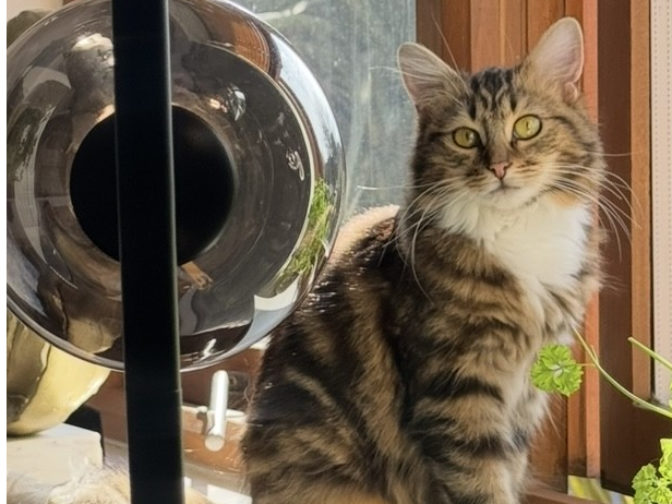 L440 - MICKLEOVER - Long-haired tabby/white female