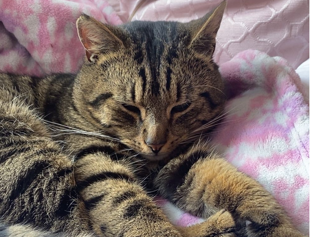 L441 - Honey - DERBY - Tabby Male