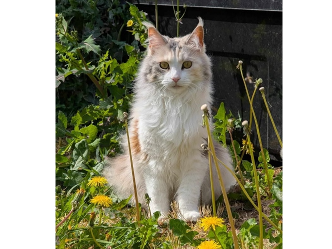 Tilly Lost 2024.034 - Bedford Drive, off Hunts Pond Road, Titchfield, PO14