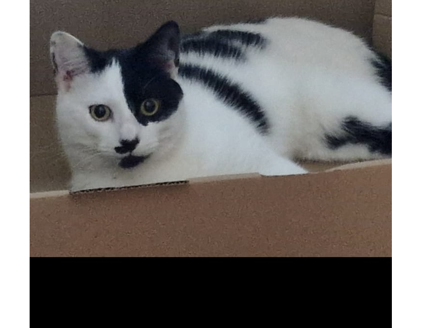 L443 - Spuddy - ALLESTREE - Black & White Male