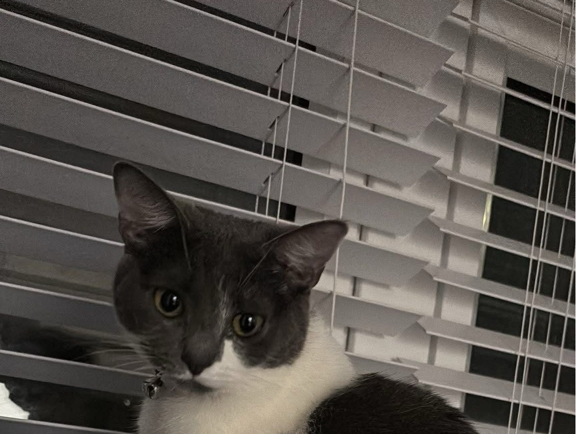 Missing Cat Bella
