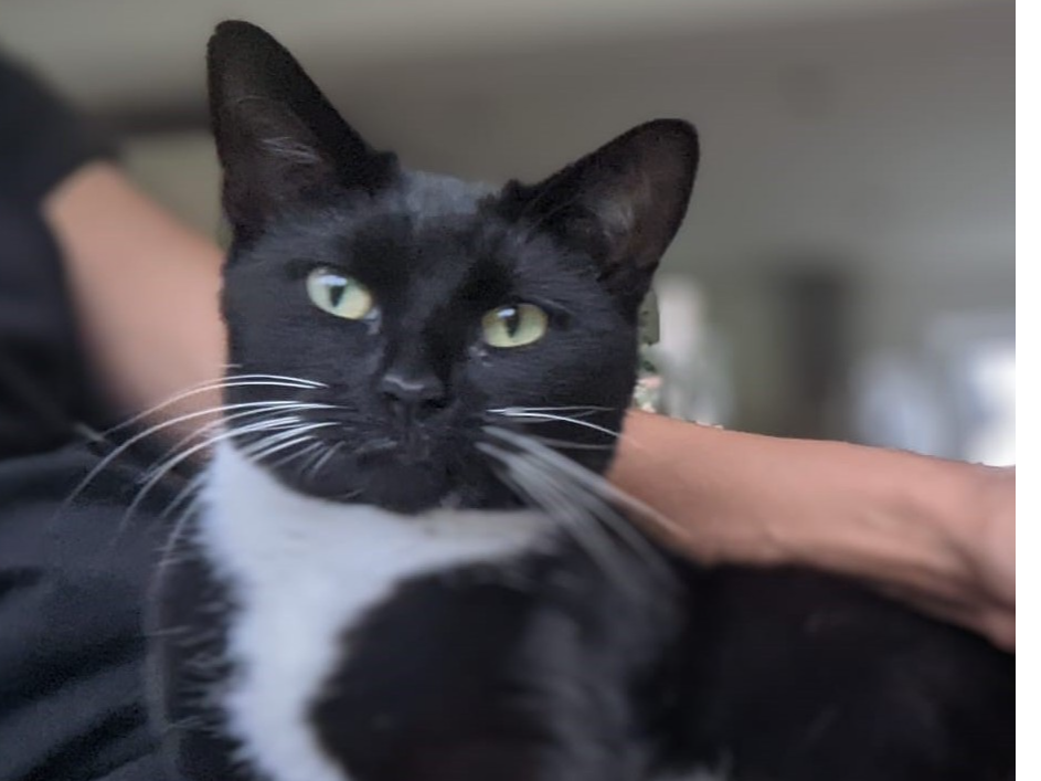 Mittens - Tadworth