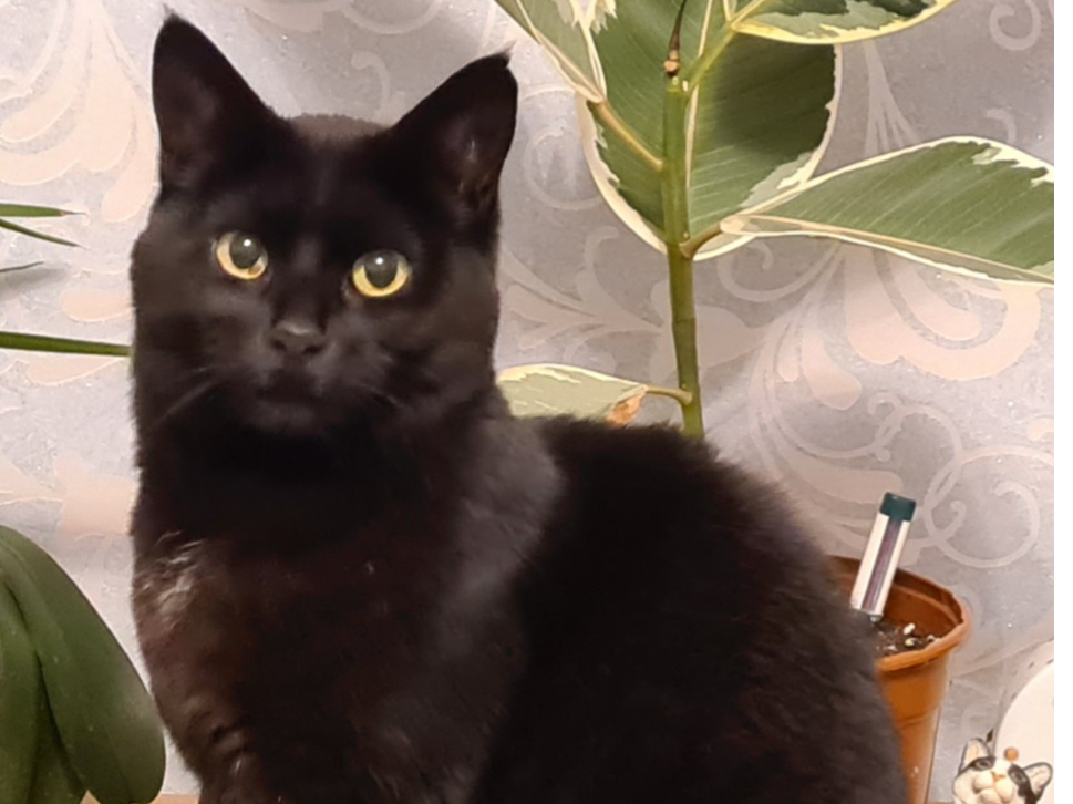 Loki