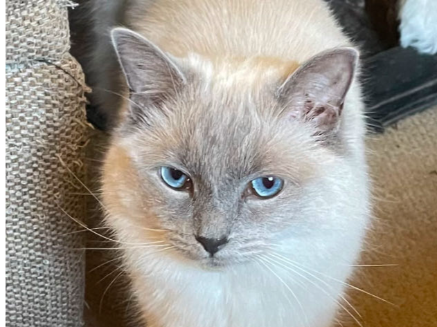 Rosie