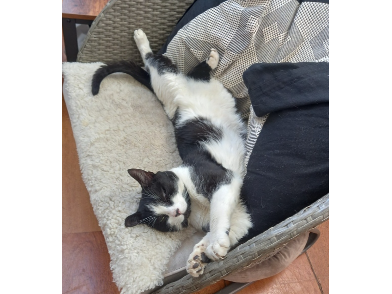 Yardie Lost 2025.037 - nr Titchfield Festival Theatre, St Margarets Lane, Titchfield, PO14