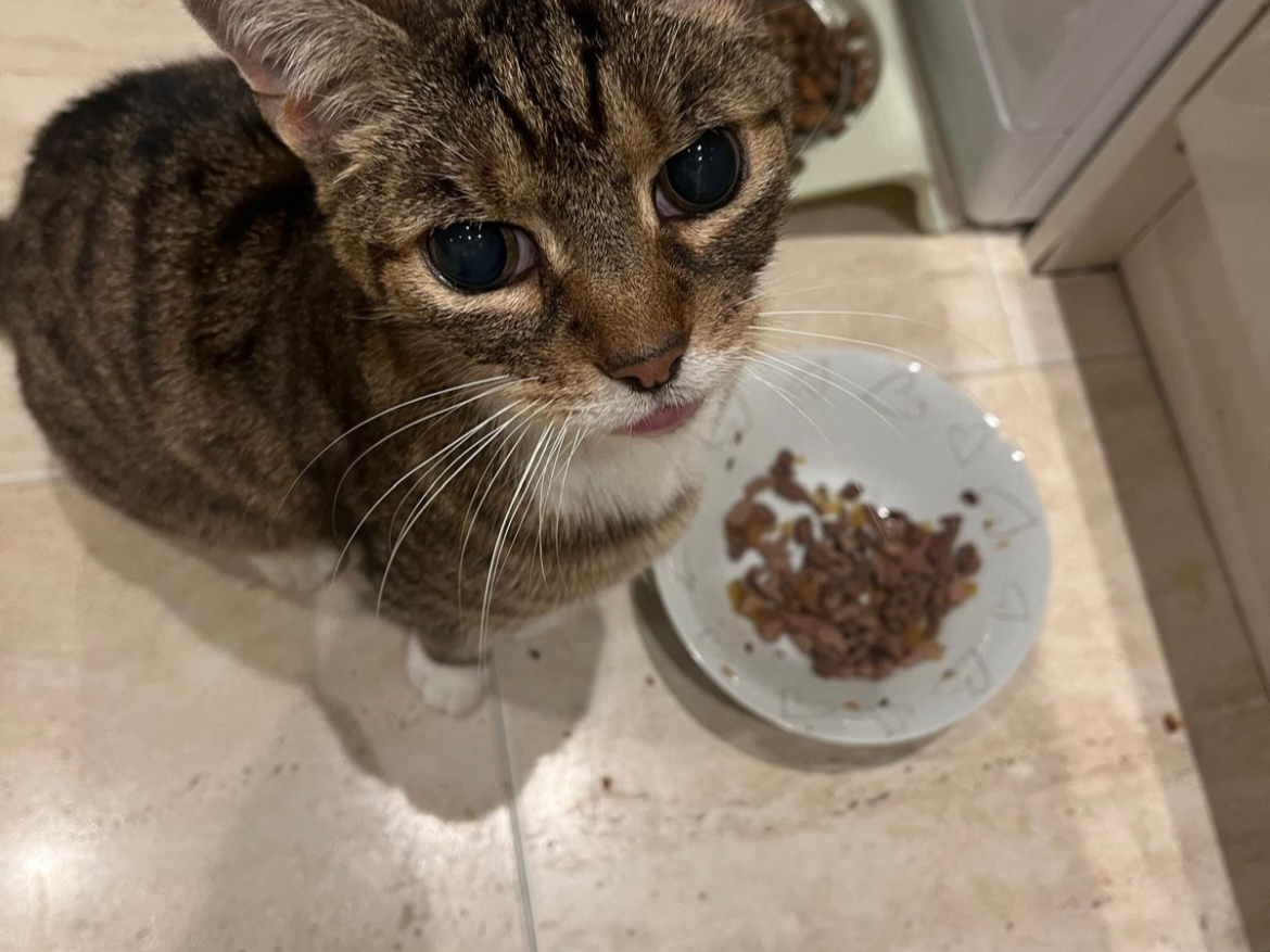 Kitty