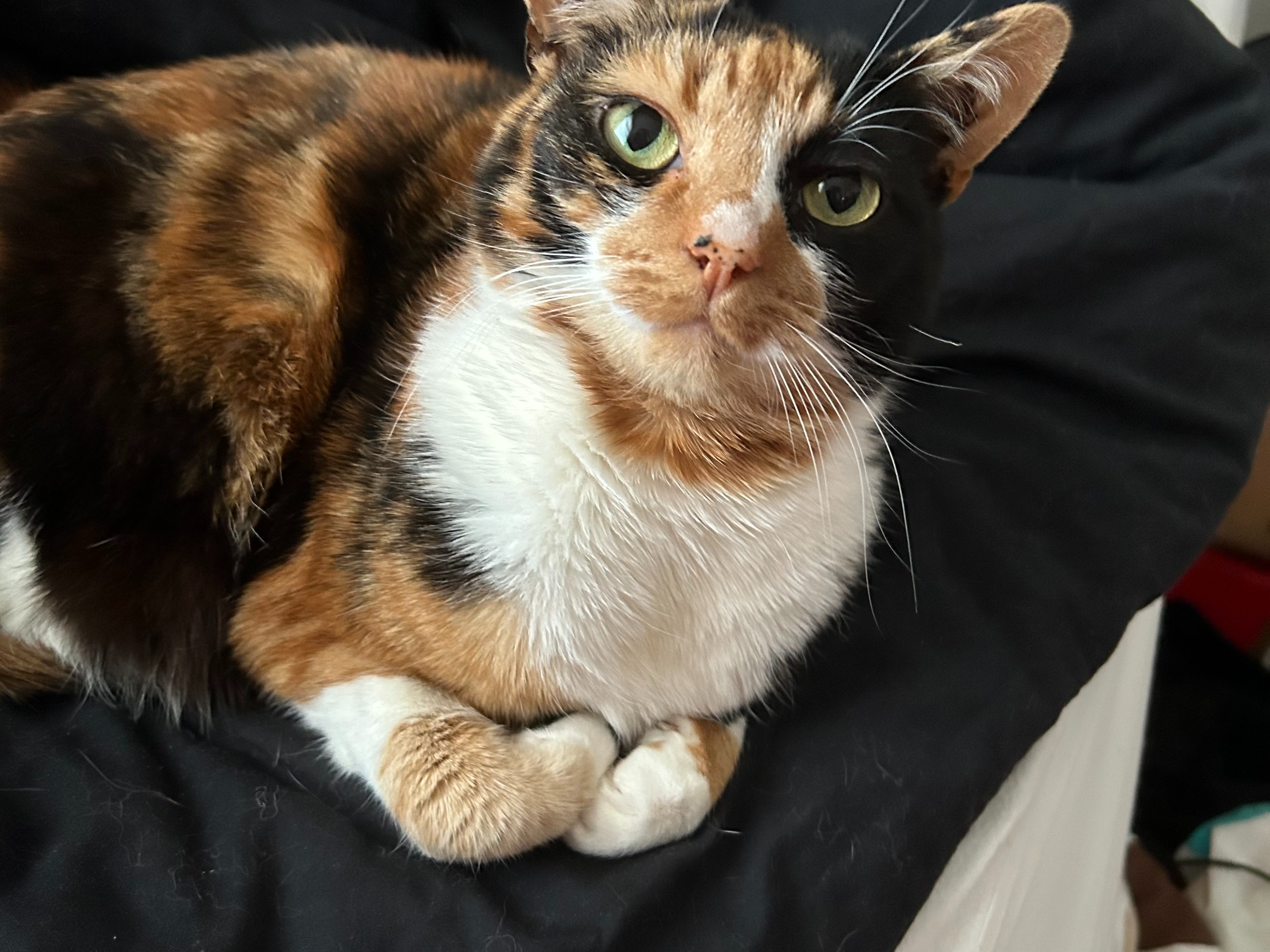 Bella