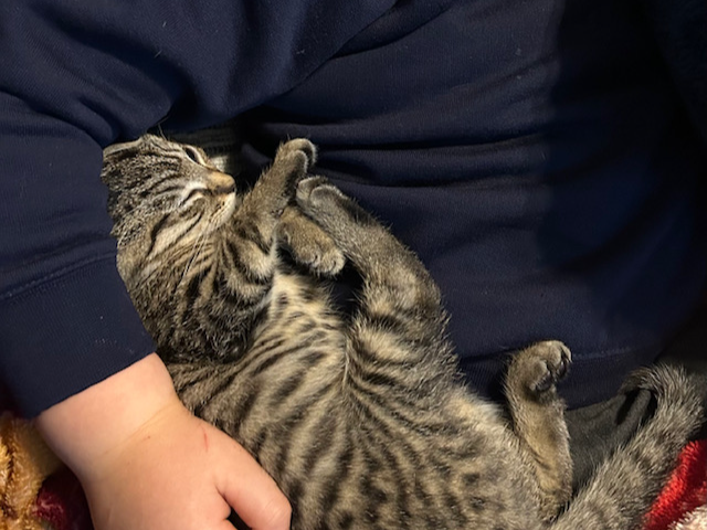 Maya