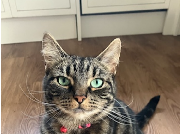 Missing Cat Molly