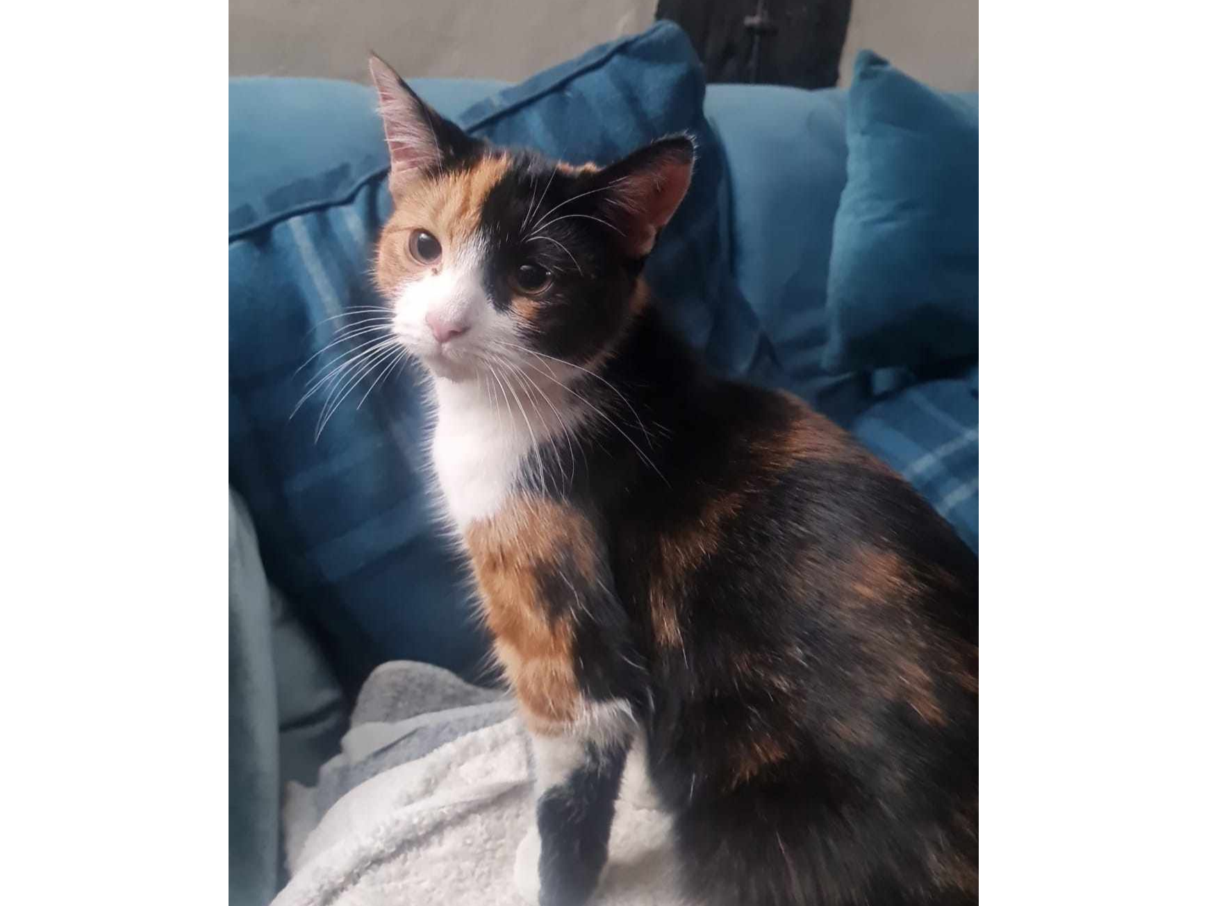Suki